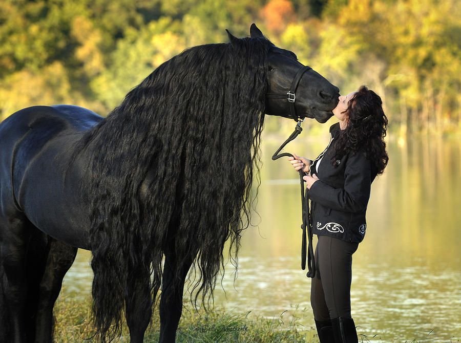 Сонник видеть лошадь. Фредерик Великий Фризская лошадь. Фризская лошадь черная Жемчужина.